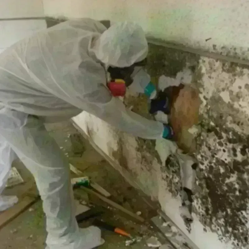 Mold Remediation and Removal in Huntley, IL